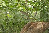 leipzig zoo-01_07_2011_gondwanaland_096